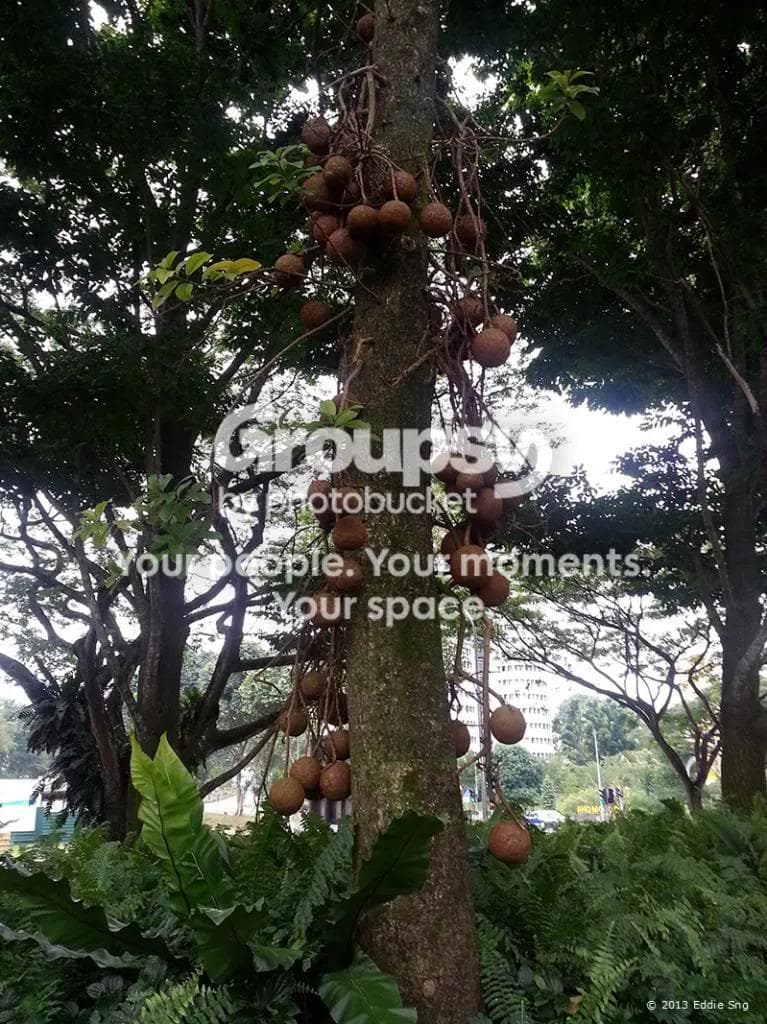 Legacy image from My Running Route - Flora & Fauna